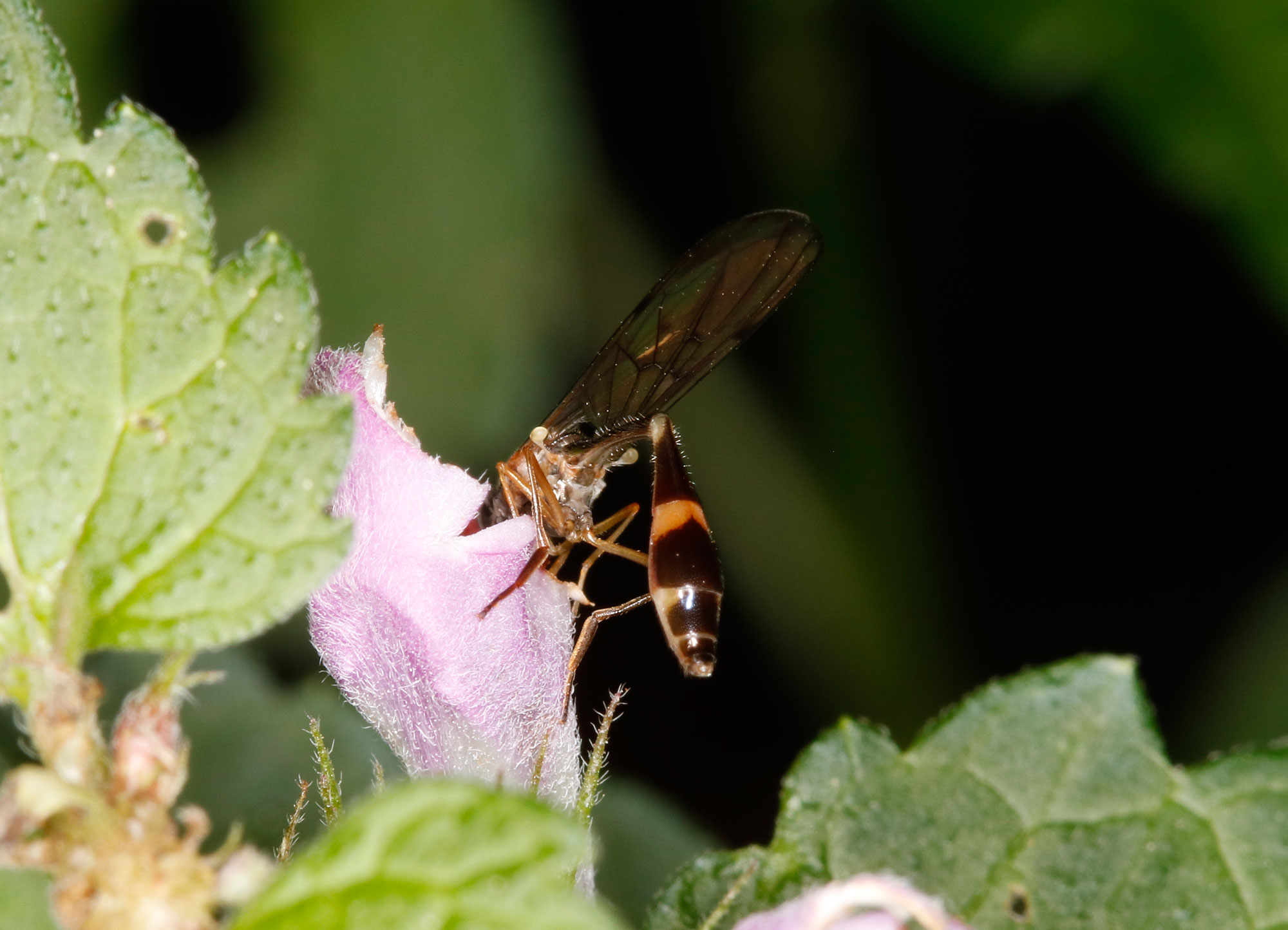 Syrphidae: Baccha elongata maschio e femmina